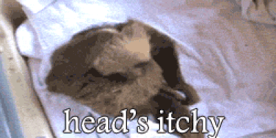 How to get rid of headlice