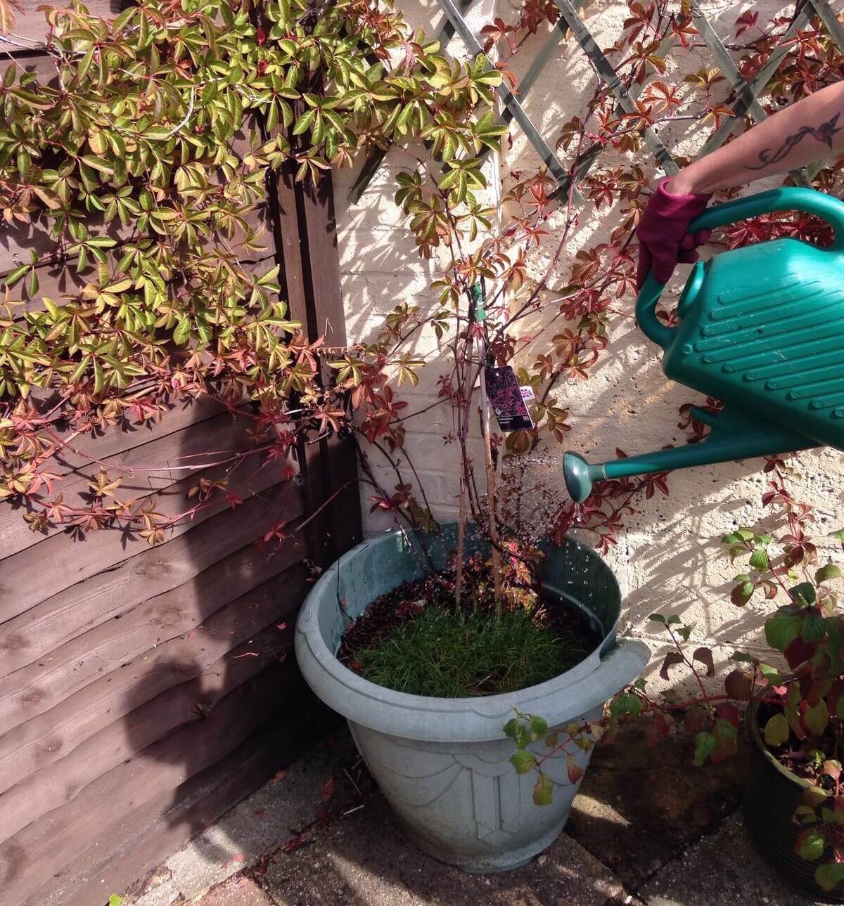 Making family gardening fun with Scotts Miracle-Gro