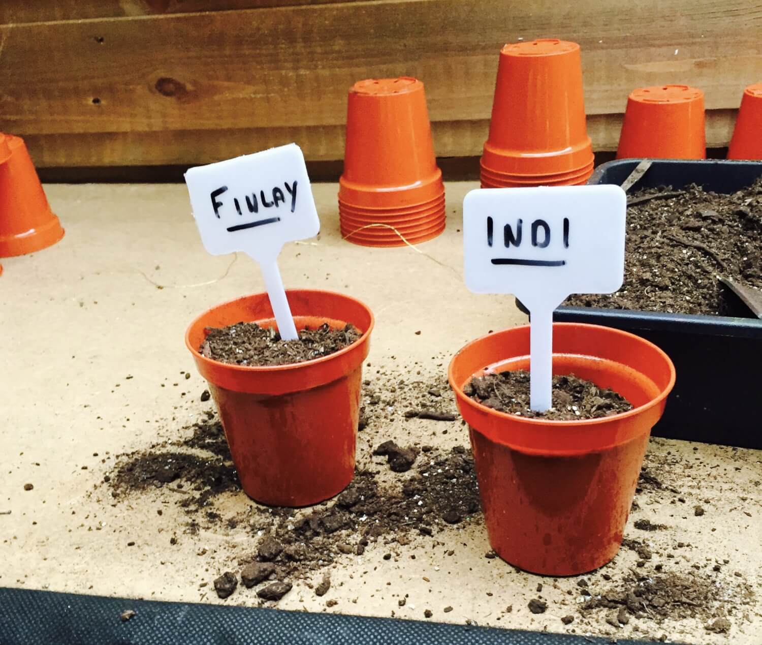 Planting the magic beans