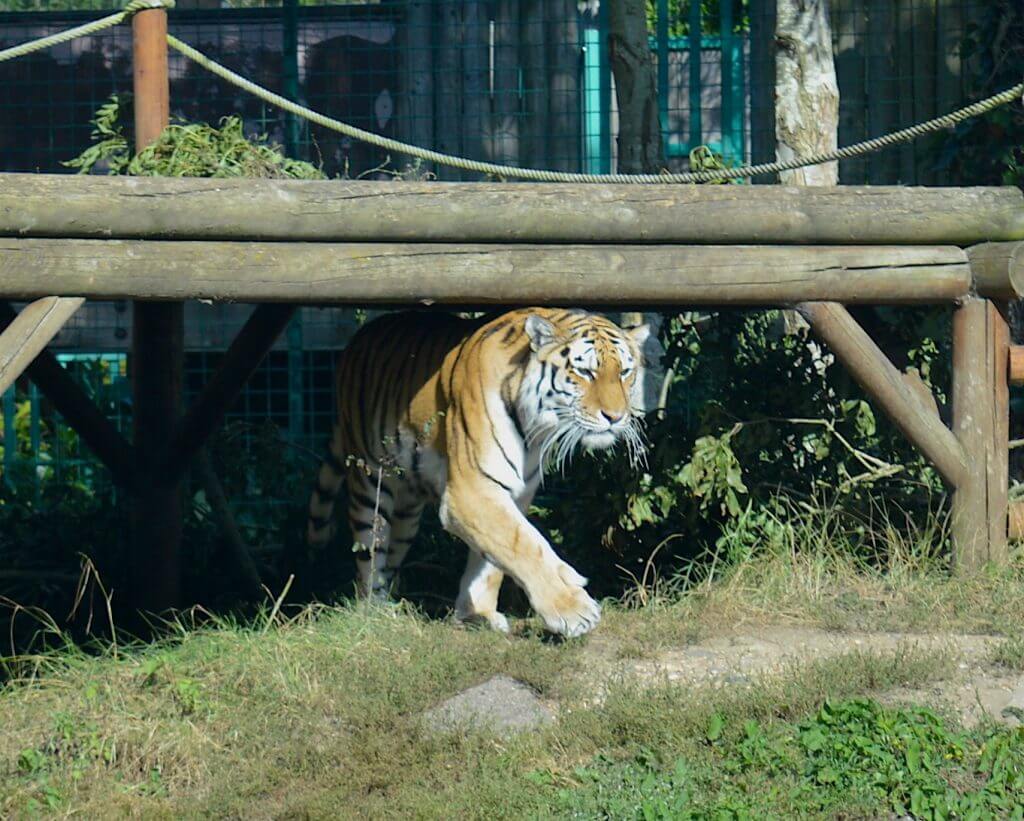 Paradise Wildlife Park Tiger