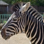 Paradise Wildlife Park Review: Lions, Tigers &… Dinosaurs!