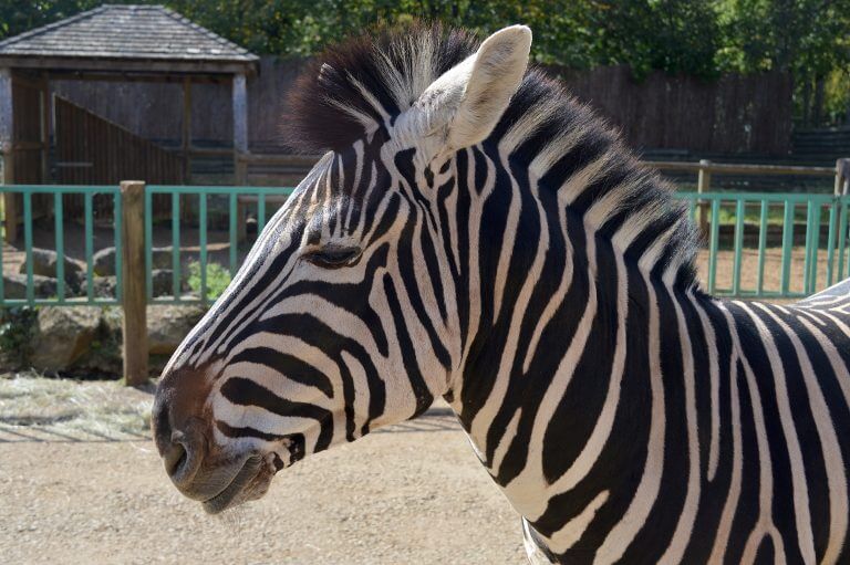 Paradise Wildlife Park Review: Lions, Tigers &… Dinosaurs!