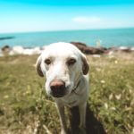 Everything You Need To Know About Your First Labrador