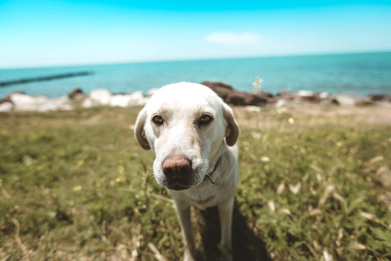 Everything You Need To Know About Your First Labrador