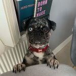 Homeworking With A Pet: 6 Top Tips