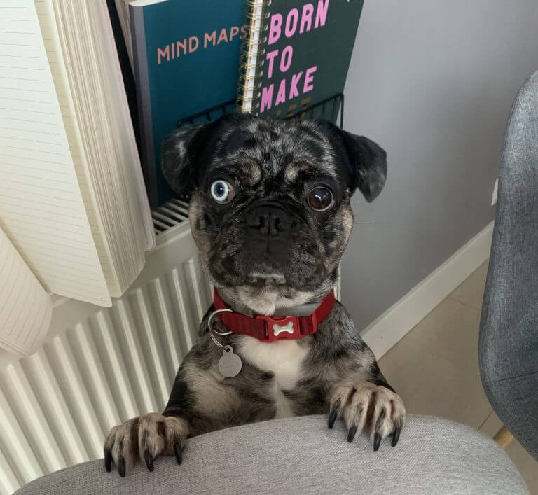 Homeworking With A Pet: 6 Top Tips