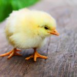 Chickens Make Great Pets: Here’s Why