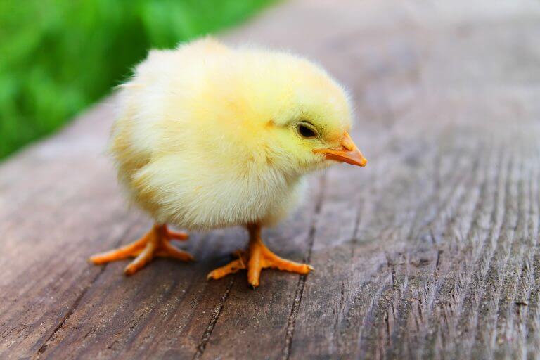 Chickens Make Great Pets: Here’s Why