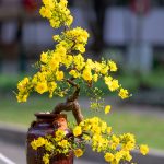 Life Lessons Bonsai Trees Will Teach Your Children (And You)