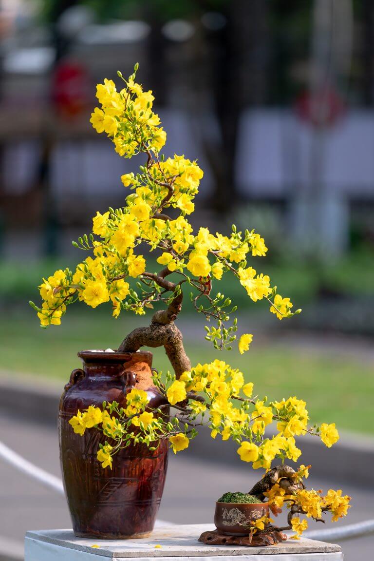 Life Lessons Bonsai Trees Will Teach Your Children (And You)
