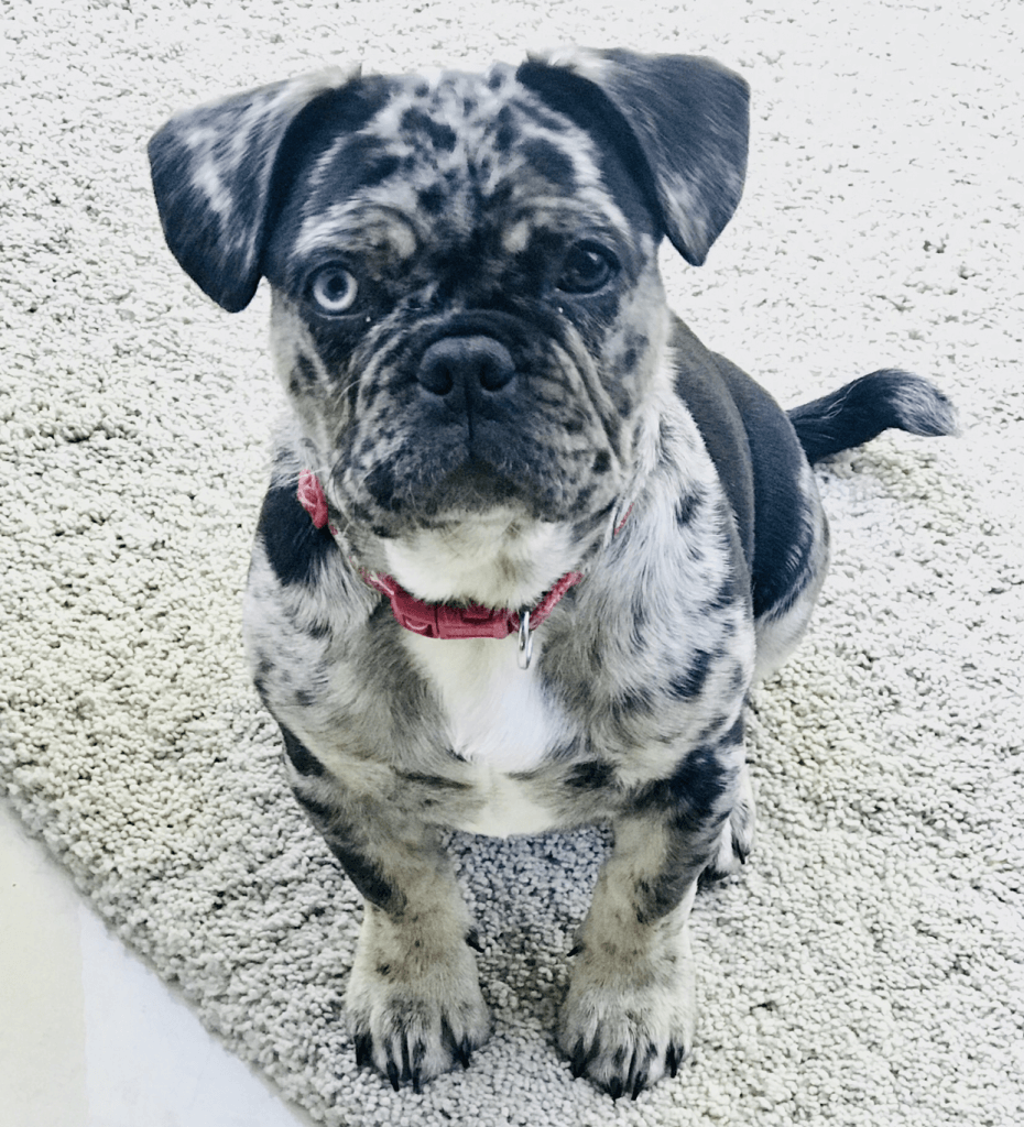 8 benefits of natural treats for dogs