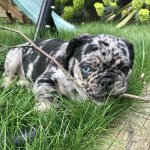 8 benefits of natural treats for dogs