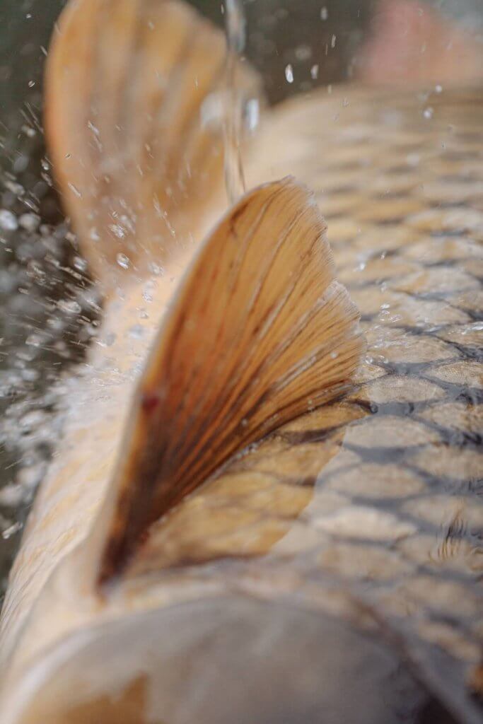 What to pack for carp fishing with kids