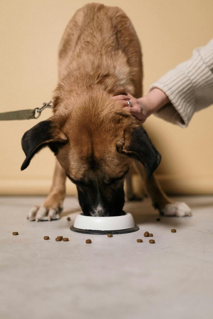 4. Pet Bowls