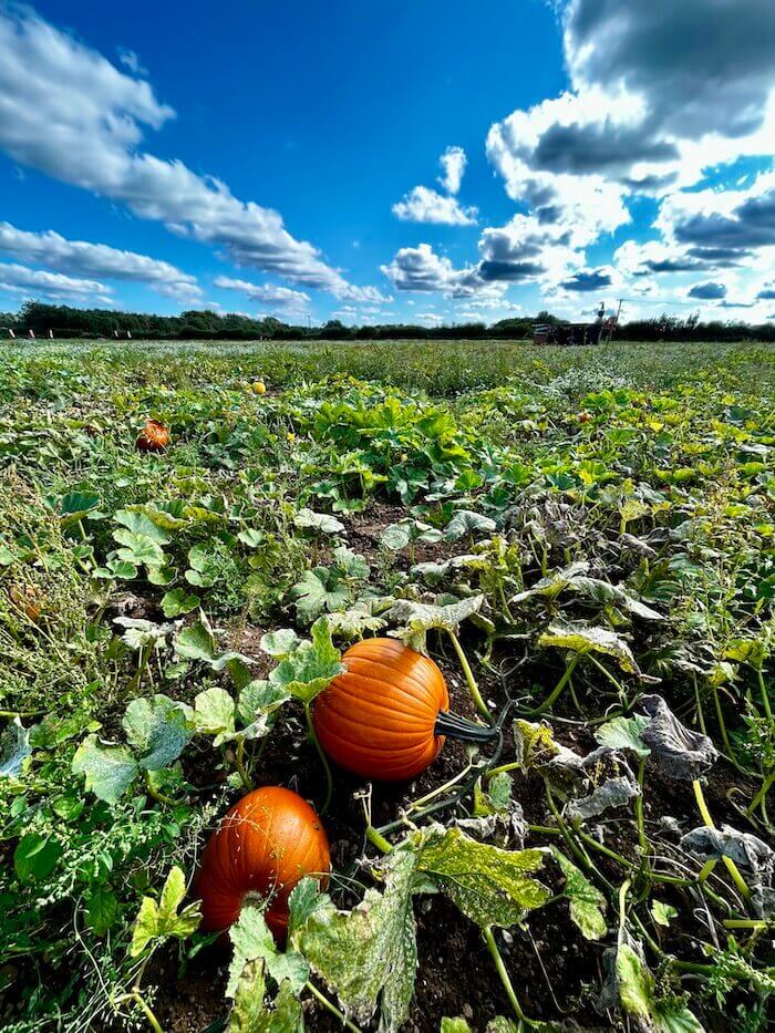 Pumpkin Patches And Harvest Fun
